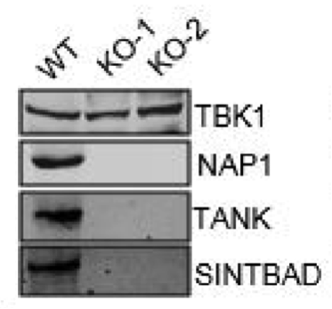 SINTBAD antibody | knockout validation | Cell Signaling 8605 figure 1