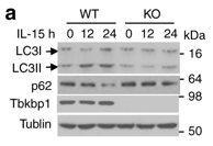 SINTBAD antibody | knockout validation | Cell Signaling 8605 figure 2