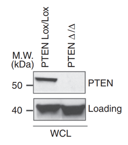 PTEN antibody | knockout validation | Cell Signaling 9556 figure 1