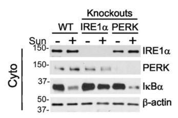 IRE1α antibody | knockout validation | Cell Signaling 3294 figure 1