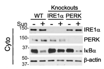 PERK antibody | knockout validation | Cell Signaling 5683 figure 1