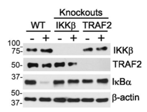 IKKβ antibody | knockout validation | Cell Signaling 8943 figure 1