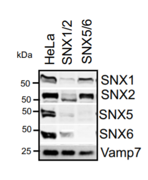 SNX5 antibody | knockout validation | Abcam ab180520 figure 1