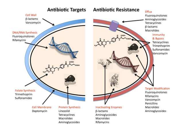 In vitro vs in vivo antibiotic sensitivity