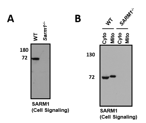 SARM1 antibody | knockout validation | Cell Signaling 13022 figure 1
