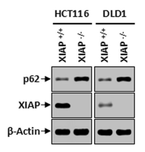XIAP antibody | knockout validation | Santa Cruz sc-55551 figure 1