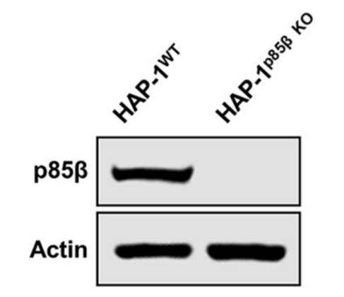 PIK3R2 antibody | knockout validation | AbD Serotech MCA1170G figure 1