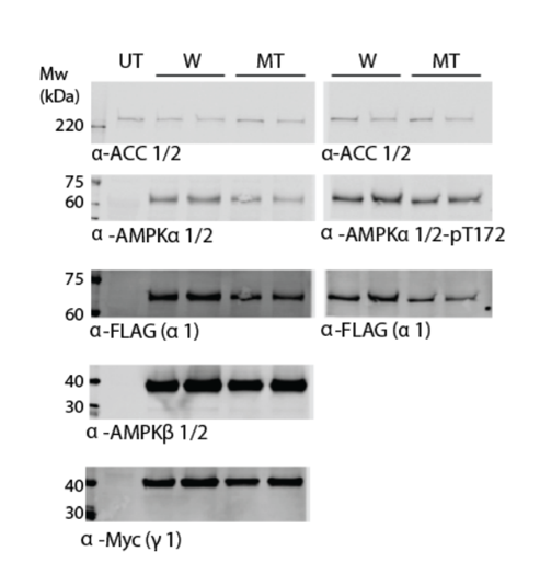 AMPKβ1/2 antibody | knockout validation | Cell Signaling 4150 figure 1