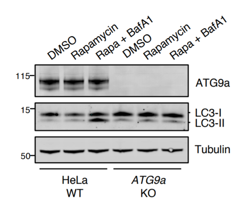 ATG9A antibody | knockout validation | Abcam 5087110 figure 1