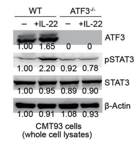ATF3 antibody | knockout validation | Abcam ab207434 figure 1