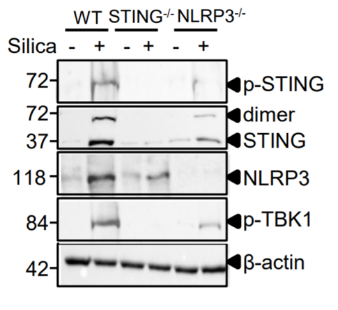 NLRP3 antibody | knockout validation | Cell Signaling 15101 figure 1