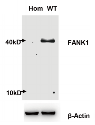 FANK1 antibody | knockout validation | Santa Cruz sc-398026 figure 1