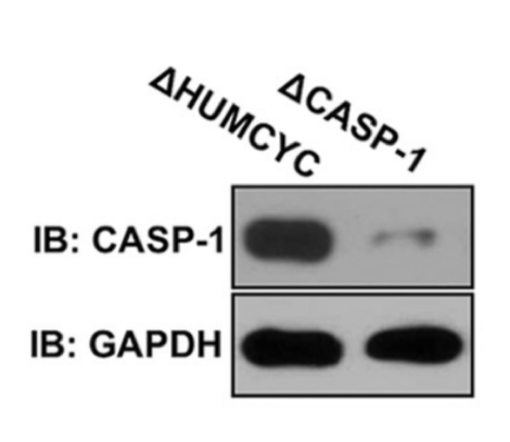 Caspase-1 antibody | knockout validation | Cell Signaling 3866 figure 1