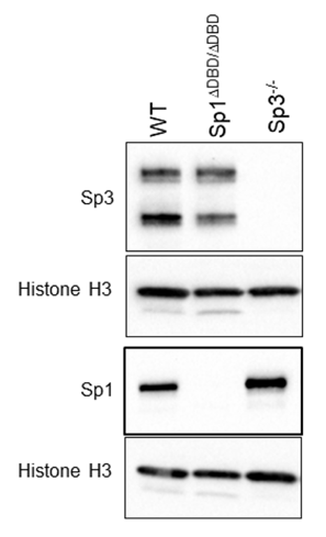 Sp3 antibody | knockout validation | Santa Cruz sc-365220 figure 1