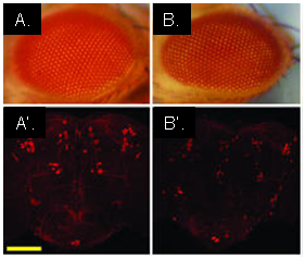 Parkinson's Disease Animal Models figure 2