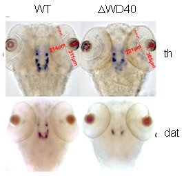 Parkinson's Disease Animal Models figure 3