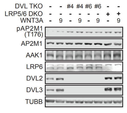 LRP6 antibody | knockout validation | Cell Signaling 3395 figure 1