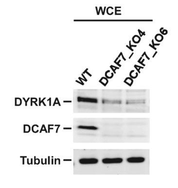 WDR68 antibody | knockout validation | Abcam ab138490 figure 1