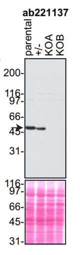 C9orf72 antibody | knockout validation | Abcam ab221137 figure 1