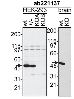C9orf72 antibody | knockout validation | Abcam ab221137 figure 2