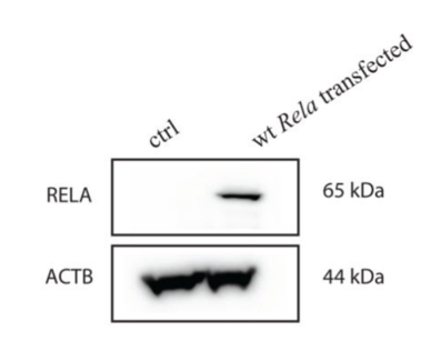 NF-κB p65 antibody | knockout validation | Cell Signaling 6956 figure 1