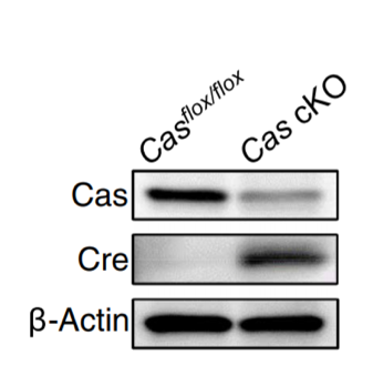 p130 [Cas] antibody | knockout validation | BD 610271 figure 1