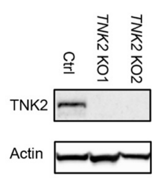 ACK antibody | knockout validation | Santa Cruz sc-28336 figure 1