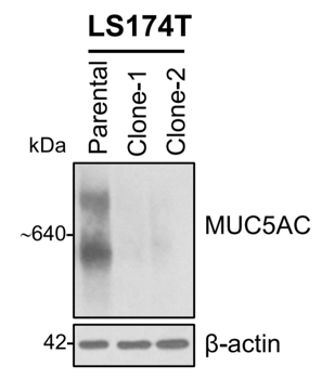 Mucin MUC5AC antibody | knockout validation | Millipore MAB2011 figure 2
