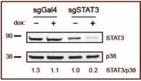 Stat3 antibody | knockout validation | Santa Cruz sc-8019 figure 1