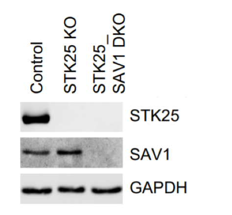 SAV1 antibody | knockout validation | Santa Cruz sc-101205 figure 1