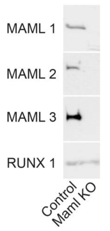 MAML1 antibody | knockout validation | Cell Signaling 11959 figure 1
