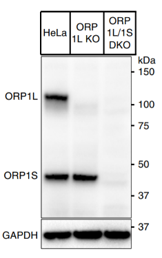 ORP1 antibody | knockout validation | Abcam ab131165 figure 1