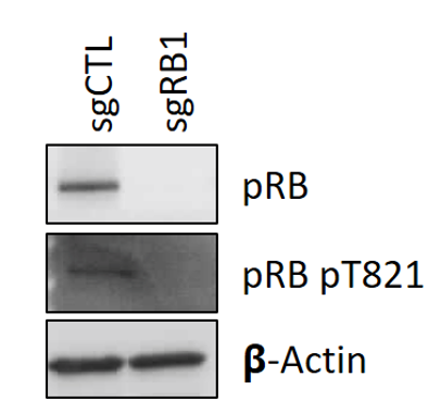 Rb antibody | knockout validation | BD Pharmingen 554136 figure 1