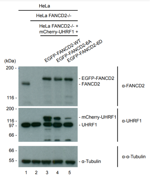 FANCD2 antibody | knockout validation | Santa Cruz sc-20022 figure 1