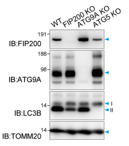 ATG9A antibody | knockout validation | Abcam ab108338 figure 1