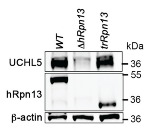 ADRM1/ARM-1 antibody | knockout validation | Abcam ab157185 figure 1