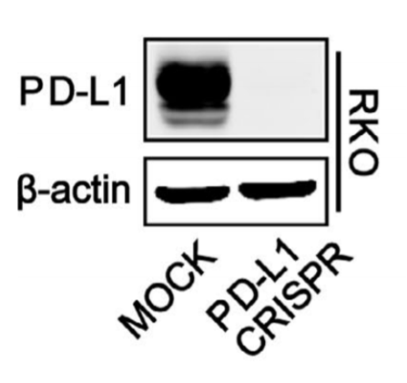 PD-L1 antibody | knockout validation | Abcam ab205921 figure 1