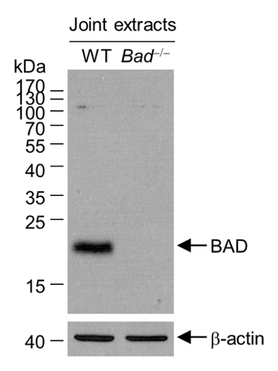 Bad antibody | knockout validation | Abcam ab32445 figure 1