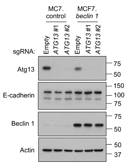 Atg13 antibody | knockout validation | Cell Signaling 13468 figure 1