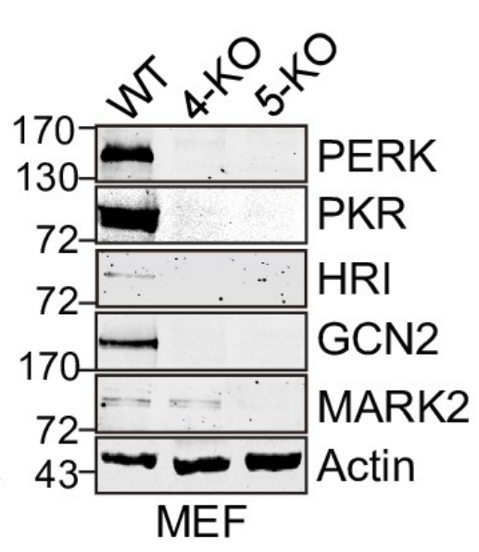 PKR antibody | knockout validation | Santa Cruz sc-6282 figure 1