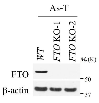 Fatso antibody | knockout validation | Santa Cruz sc-271713 figure 1