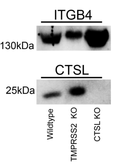Cathepsin L antibody | knockout validation | ThermoFisher BMS1032 figure 1