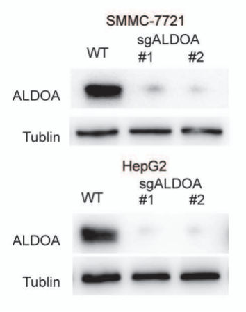 Aldolase + Aldolase B + Aldolase C antibody | knockout validation | Abcam ab169544 figure 1