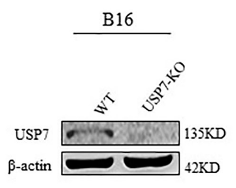 HAUSP antibody | knockout validation | Santa Cruz sc-377147 figure 1