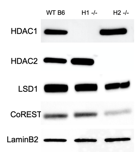 HDAC1 antibody | knockout validation |  Cell Signaling 34589 figure 1