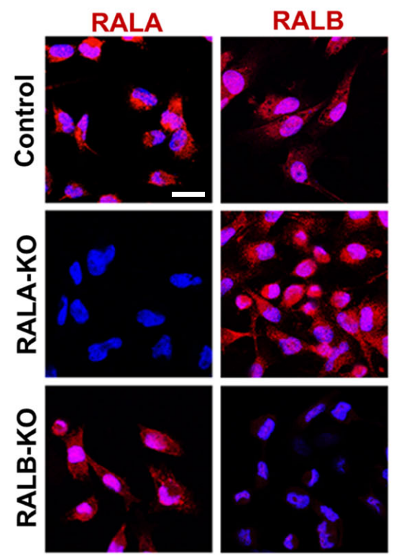 RALA antibody | knockout validation | Abcam ab126627 figure 1